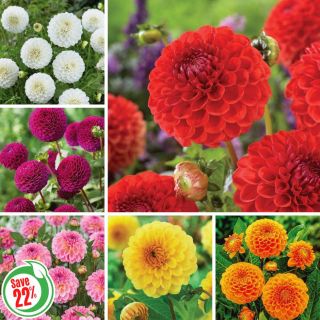Ball Dahlia Collection Thumbnail